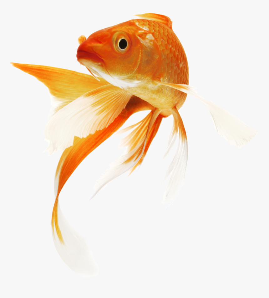 Detail Goldfish Transparent Nomer 15