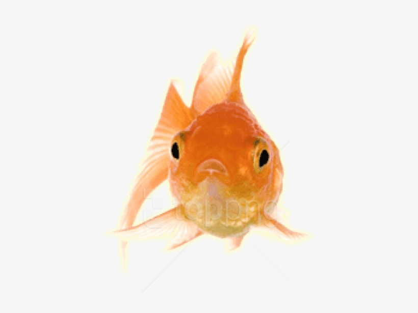 Detail Goldfish Transparent Nomer 37