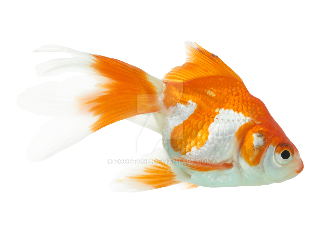 Detail Goldfish Transparent Nomer 43