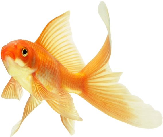 Detail Goldfish Transparent Nomer 6