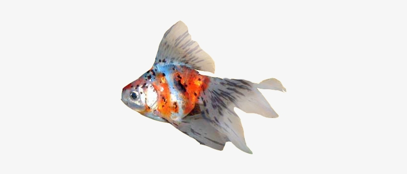 Detail Goldfish Transparent Nomer 51