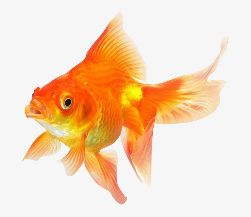 Detail Goldfish Transparent Nomer 7