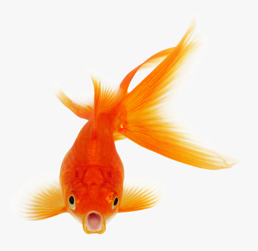 Detail Goldfish Transparent Nomer 8