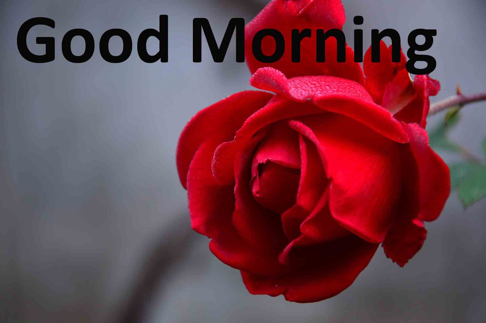 Detail Good Morning Image Download Nomer 27