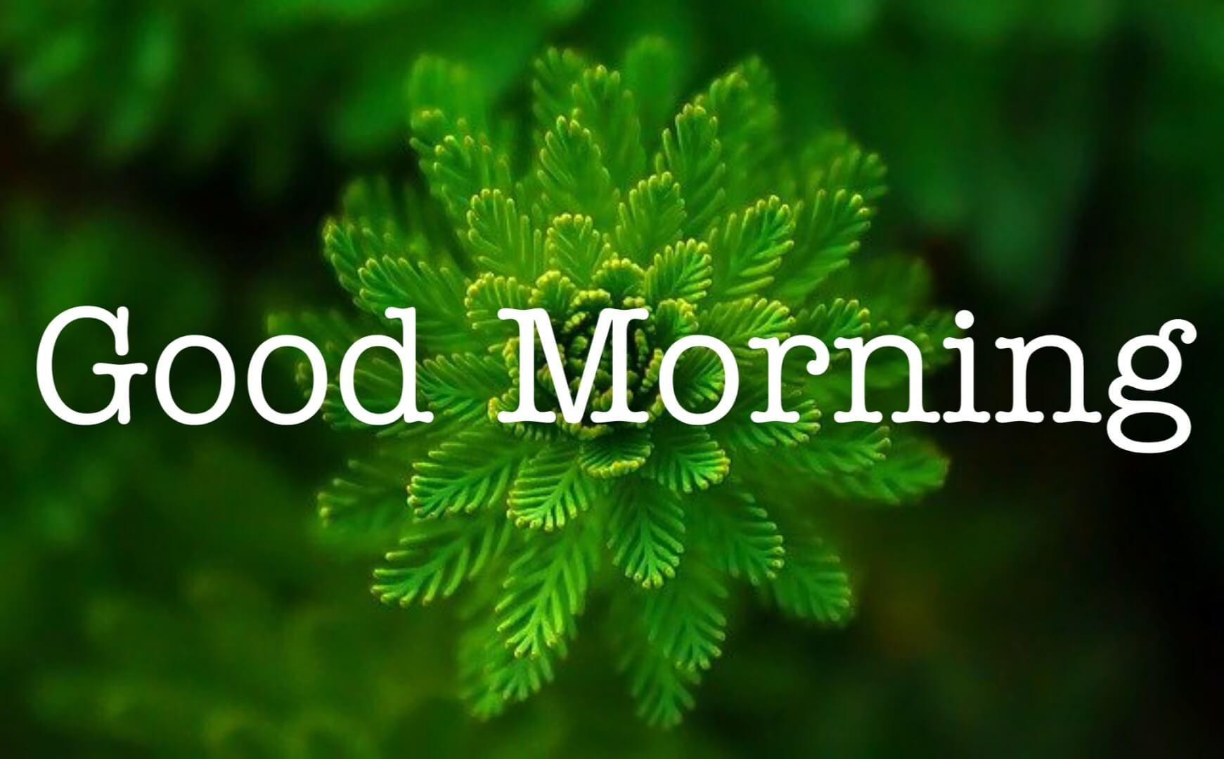 Detail Good Morning Image Download Nomer 31