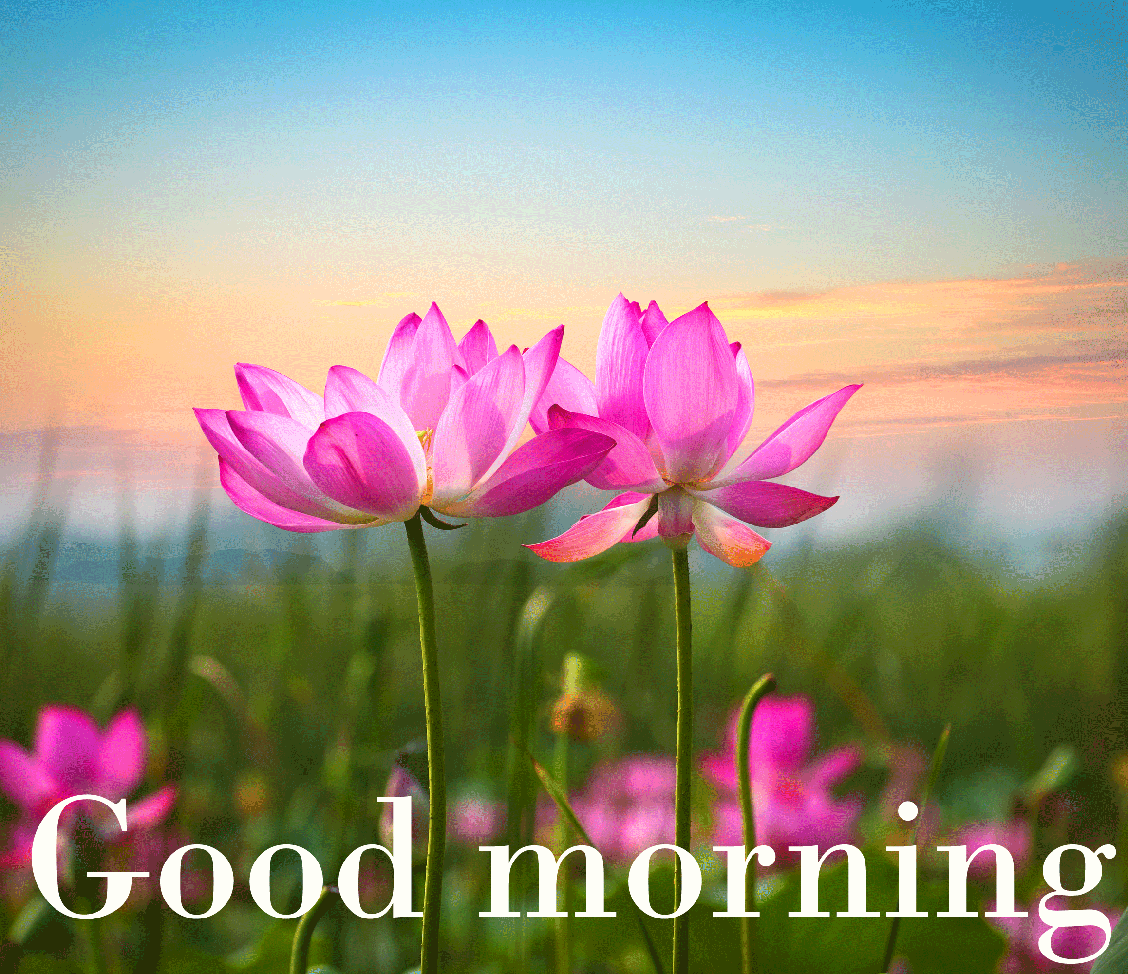 Detail Good Morning Wishes Images Free Download Nomer 26