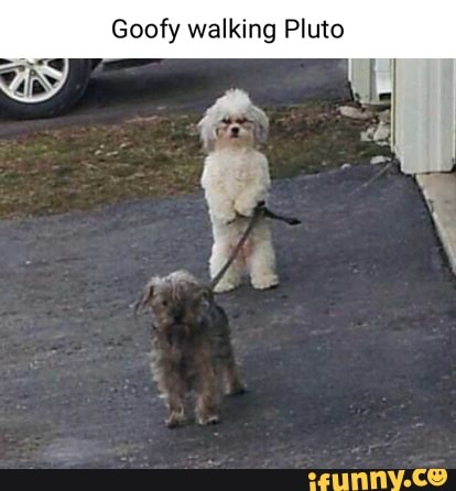 Detail Goofy Walking Pluto Meme Nomer 28