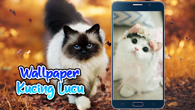 Detail Google Gambar Kucing Nomer 44