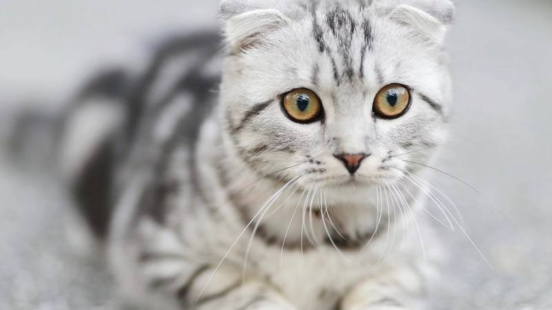 Detail Google Gambar Kucing Bergerak Nomer 43