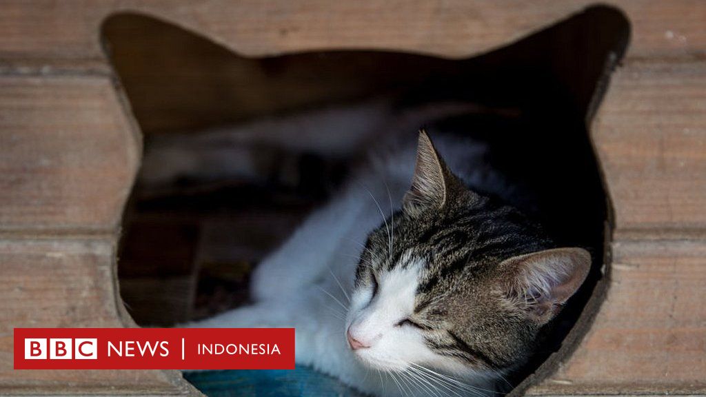 Detail Google Gambar Kucing Bergerak Nomer 53