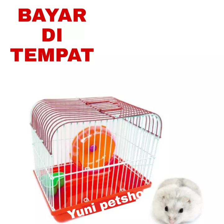 Detail Google Plus Gambar Hewan Nomer 45