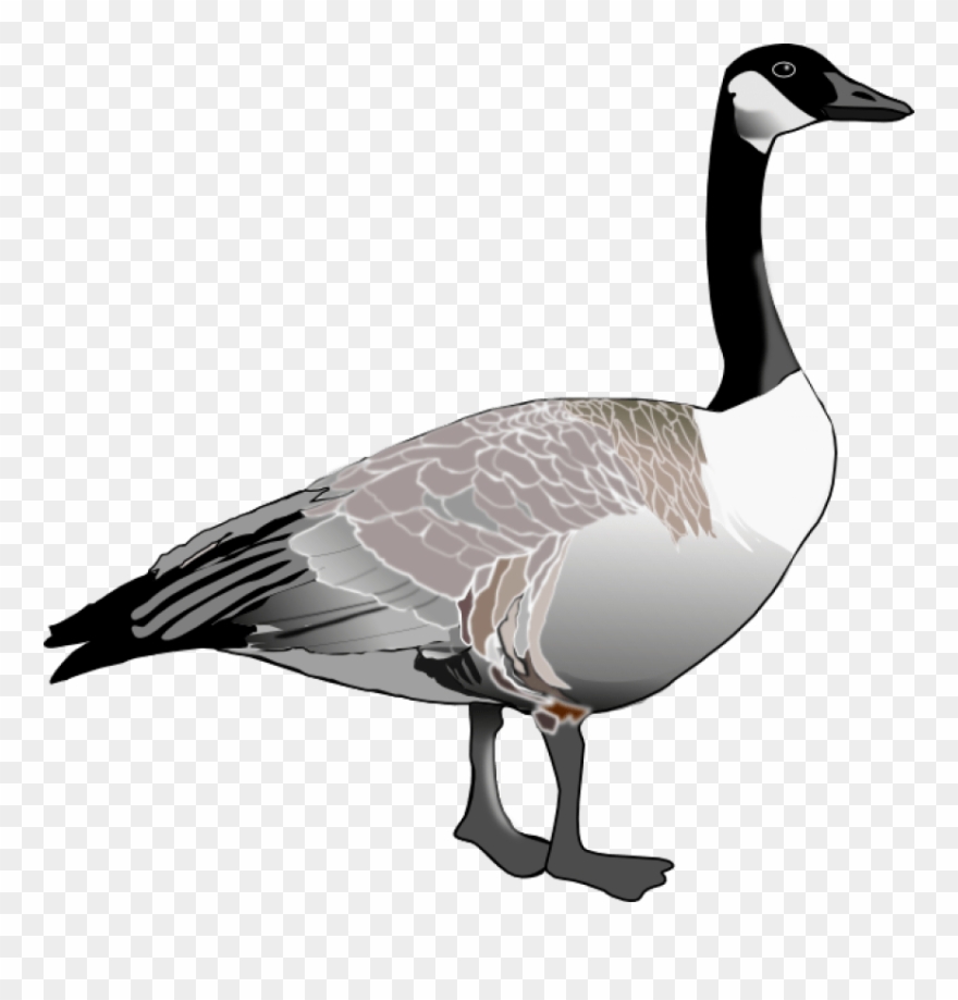 Detail Goose Clipart Black And White Nomer 22