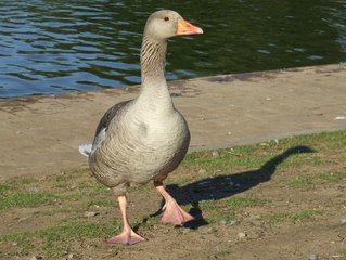 Detail Goose Images Free Nomer 47