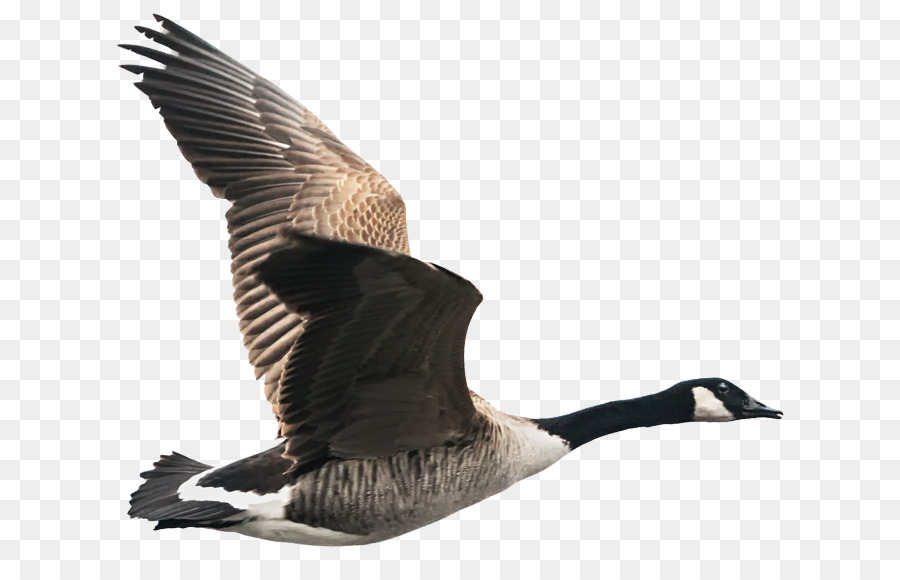 Detail Goose No Background Nomer 29