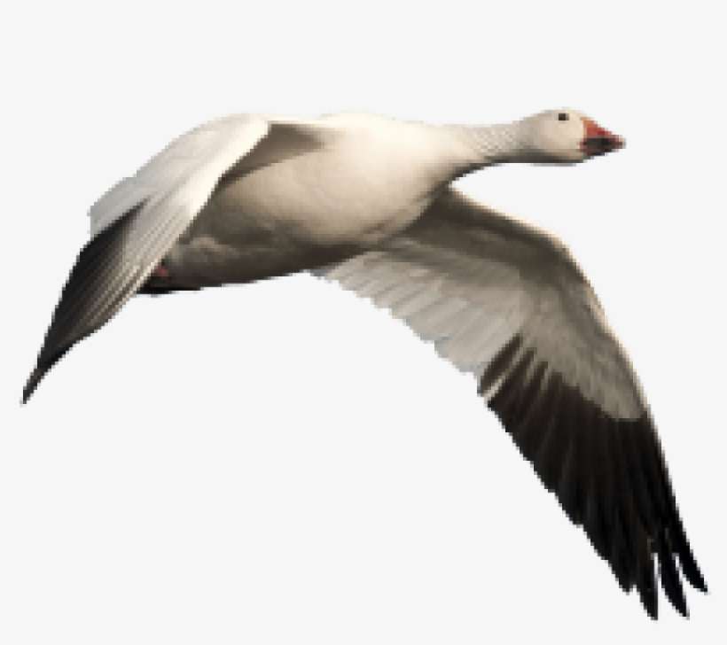 Detail Goose No Background Nomer 38