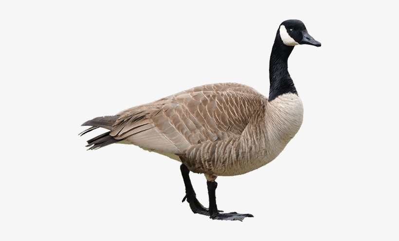 Detail Goose Transparent Nomer 2