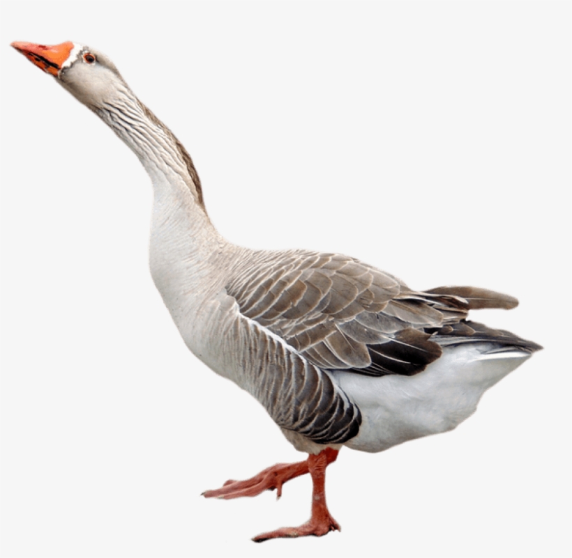 Detail Goose Transparent Nomer 3