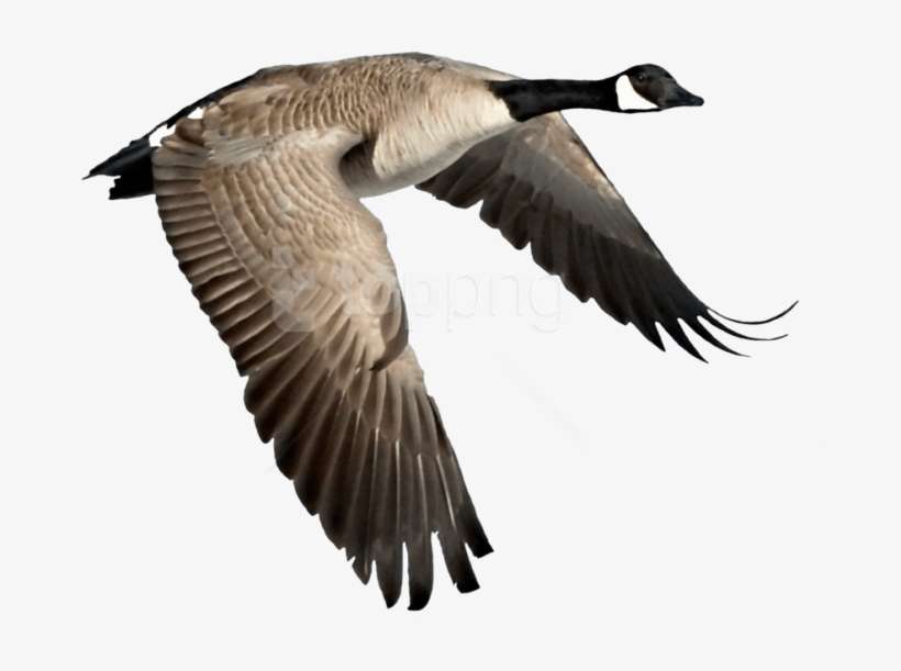 Detail Goose Transparent Nomer 27
