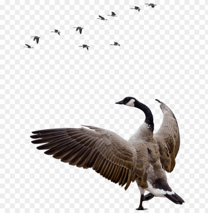 Detail Goose Transparent Nomer 38