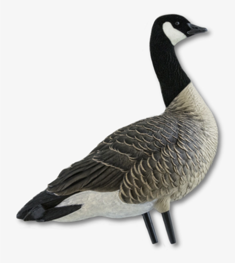 Detail Goose Transparent Nomer 46