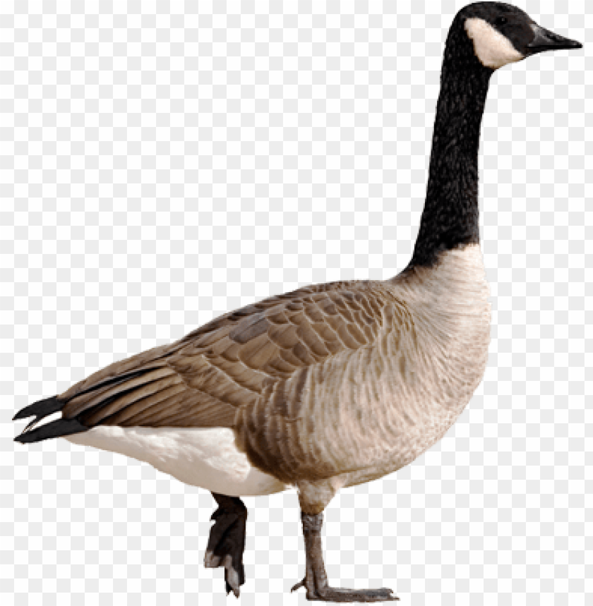 Detail Goose Transparent Nomer 8