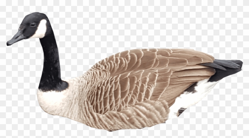 Detail Goose Transparent Nomer 9