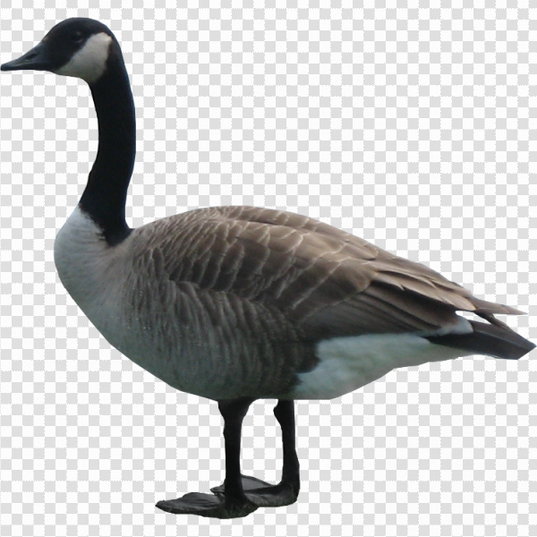 Detail Goose Transparent Nomer 10