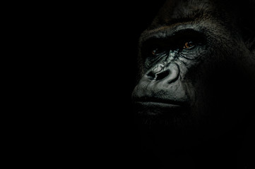 Detail Gorilla Backgrounds Nomer 31