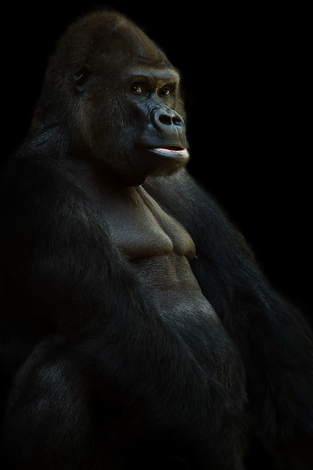 Detail Gorilla Backgrounds Nomer 55