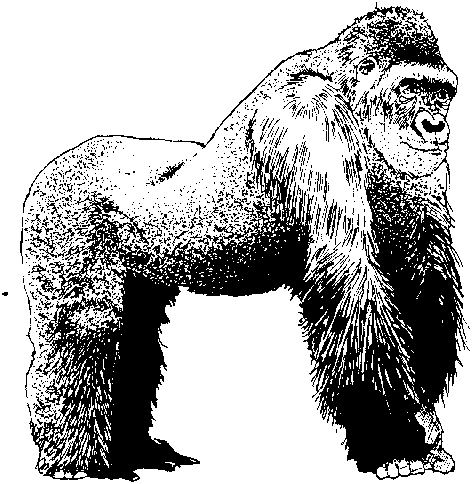 Detail Gorilla Black And White Clipart Nomer 25