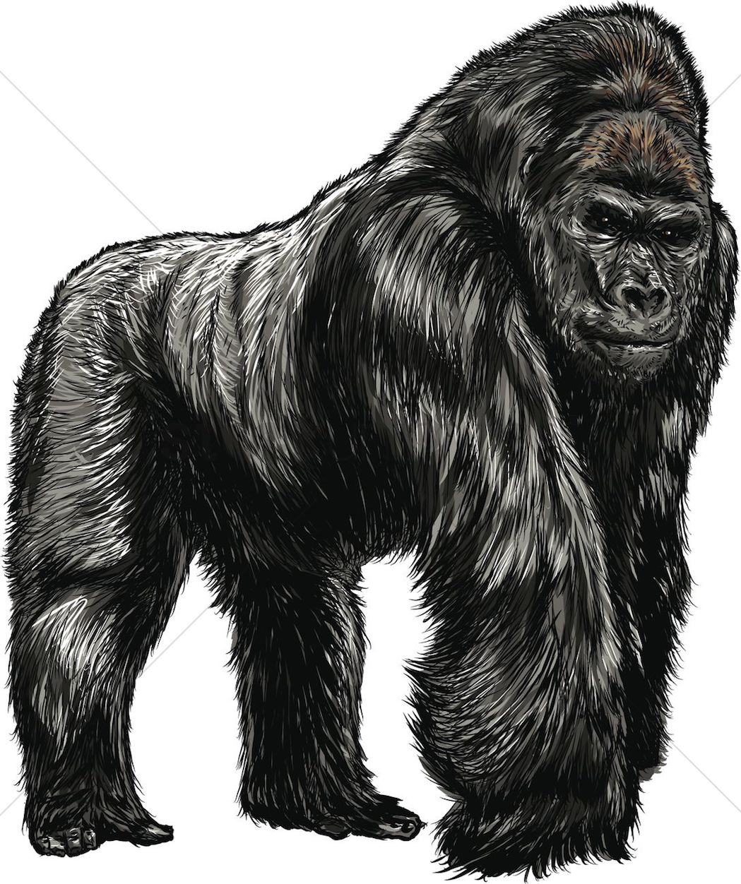 Detail Gorilla Clipart Nomer 50