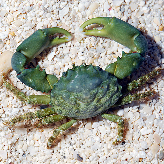 Detail Gorilla Crab Vs Emerald Crab Nomer 12