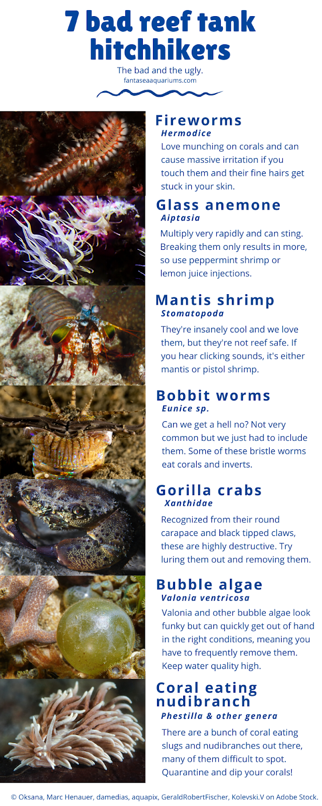 Detail Gorilla Crab Vs Emerald Crab Nomer 30