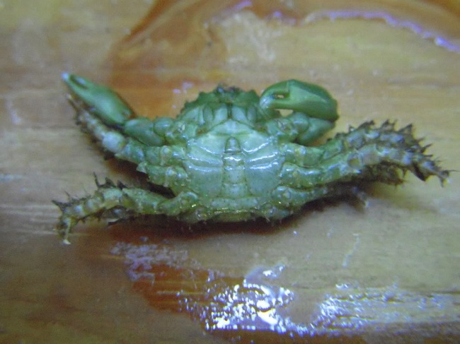 Detail Gorilla Crab Vs Emerald Crab Nomer 33