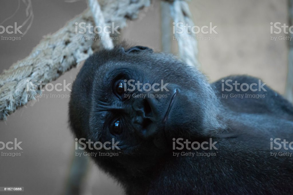Detail Gorilla Hammock Nomer 21