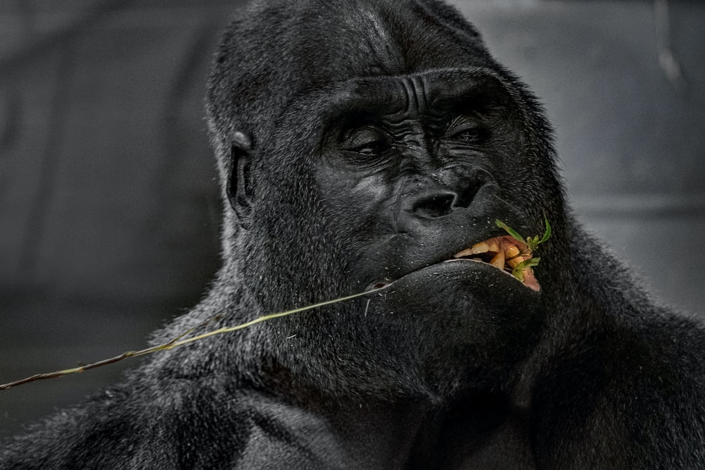 Detail Gorilla Images Free Nomer 33