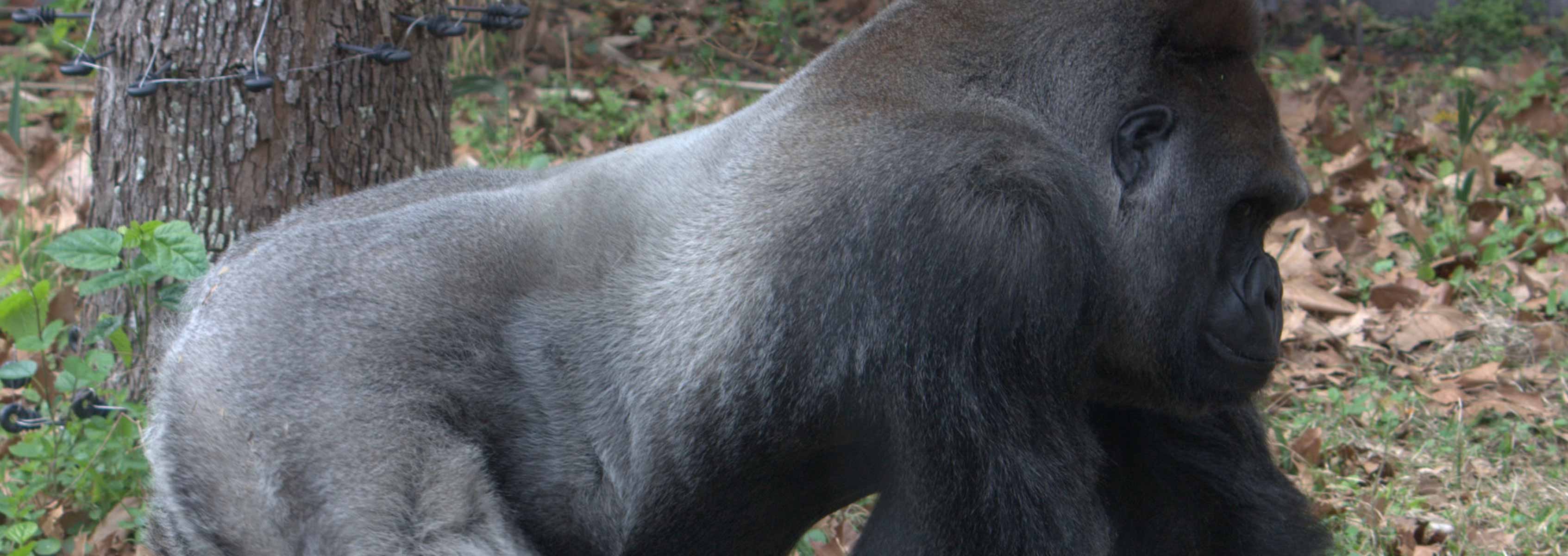 Detail Gorilla Images Free Nomer 51
