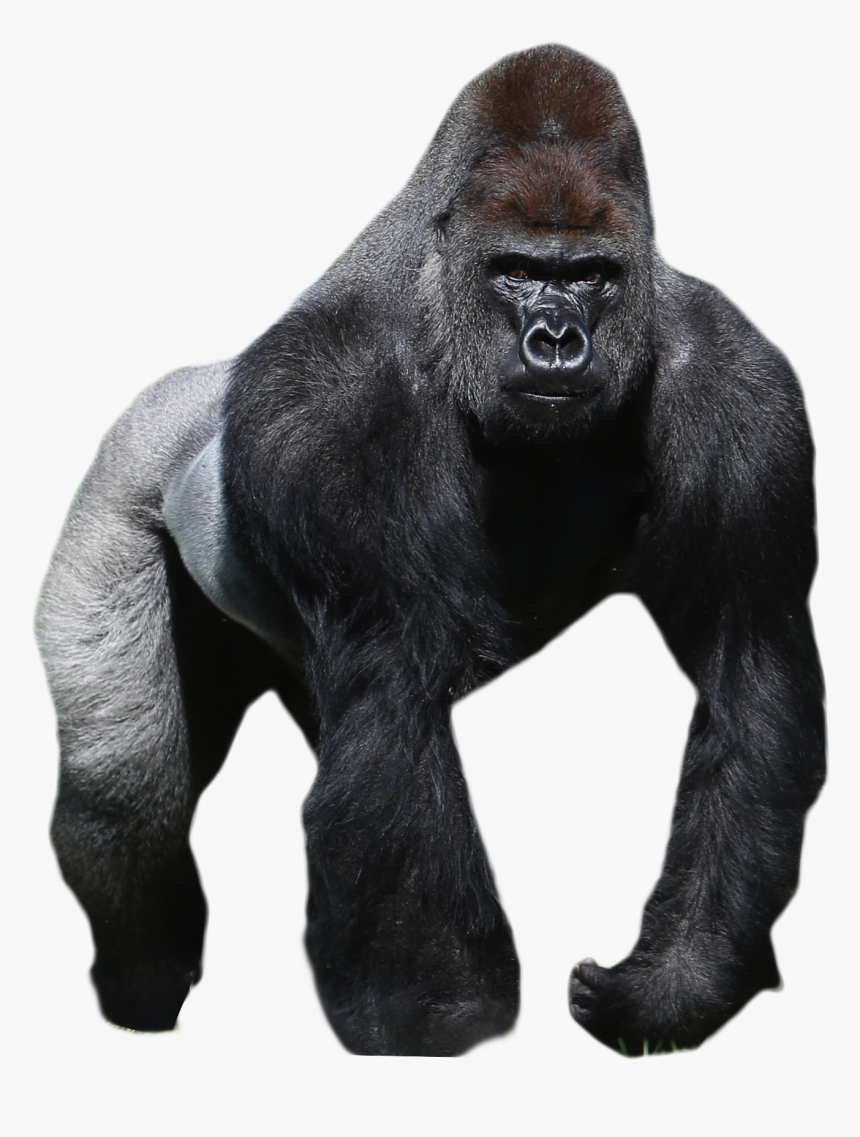 Gorilla No Background - KibrisPDR