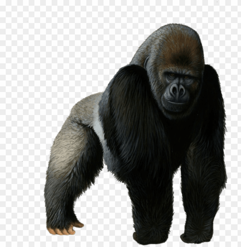 Detail Gorilla No Background Nomer 3