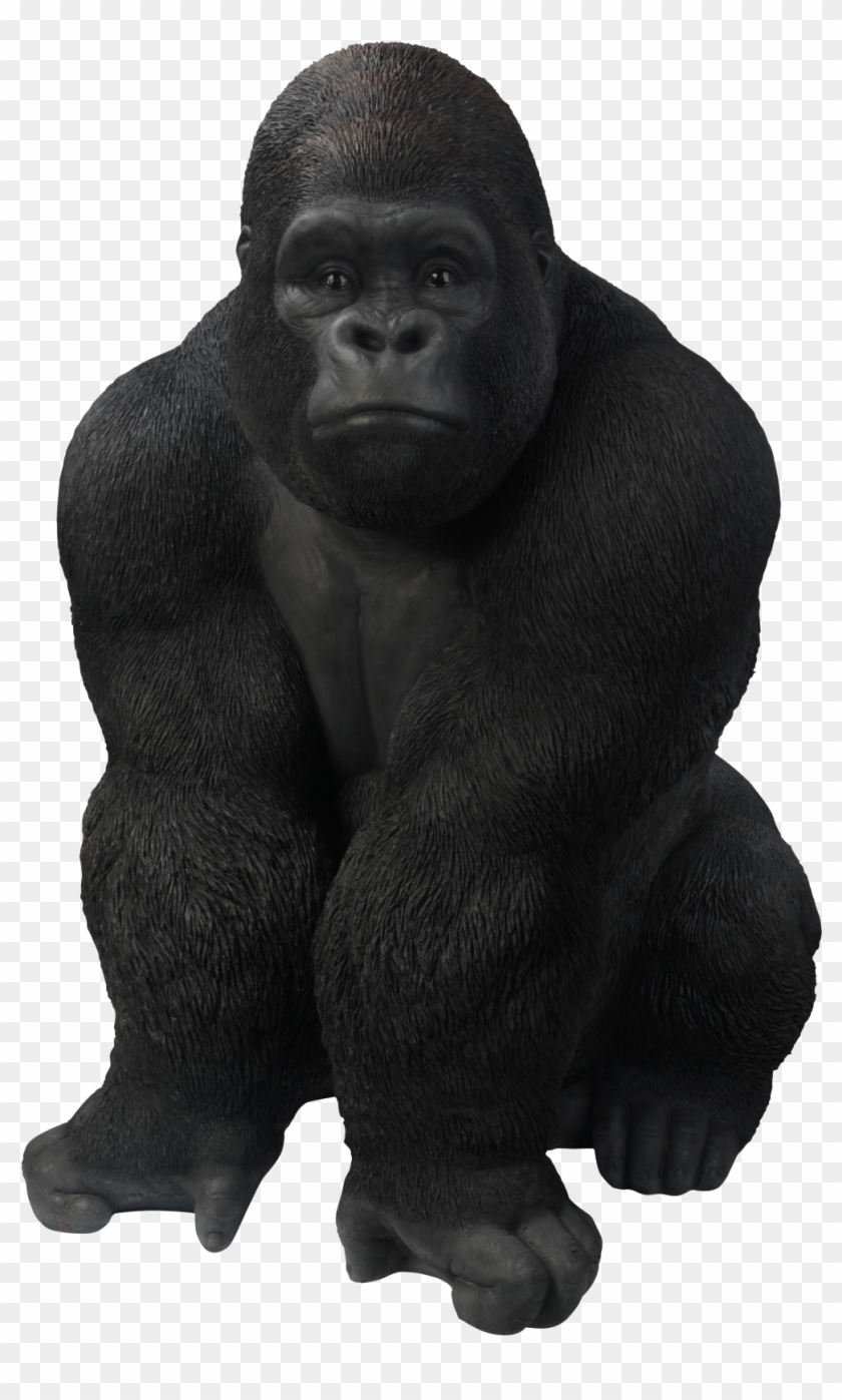 Detail Gorilla No Background Nomer 25