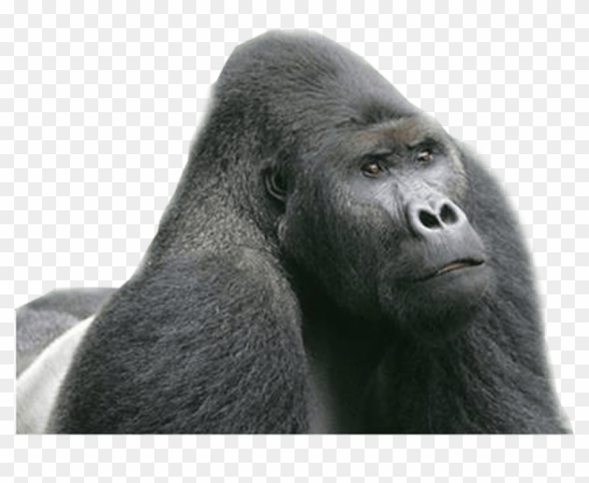 Detail Gorilla No Background Nomer 26