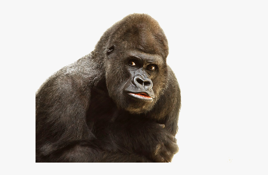 Detail Gorilla No Background Nomer 30