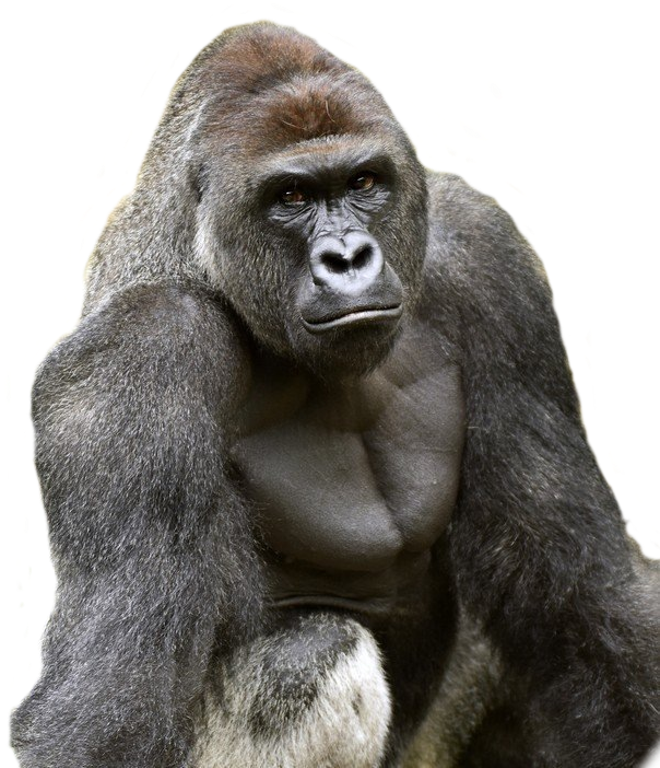 Detail Gorilla No Background Nomer 32