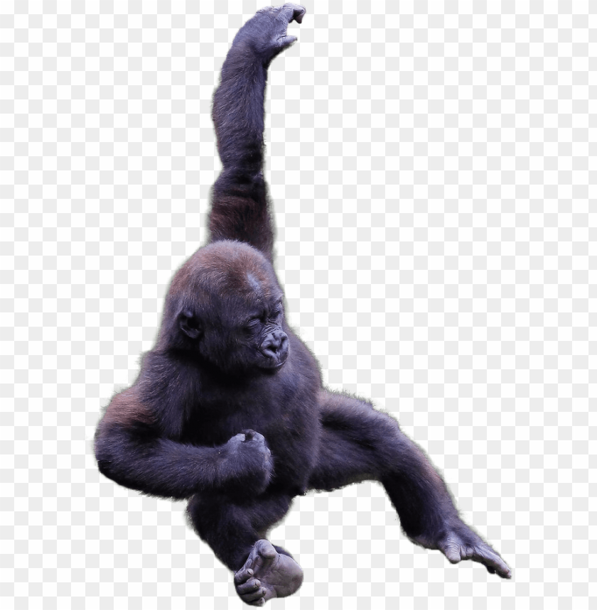 Detail Gorilla No Background Nomer 33