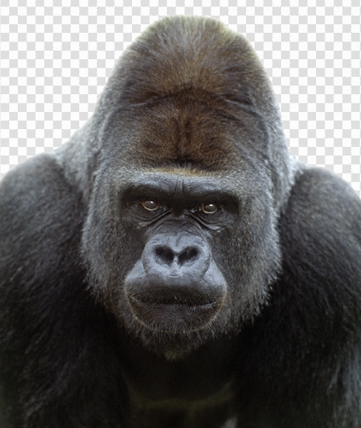 Detail Gorilla No Background Nomer 34