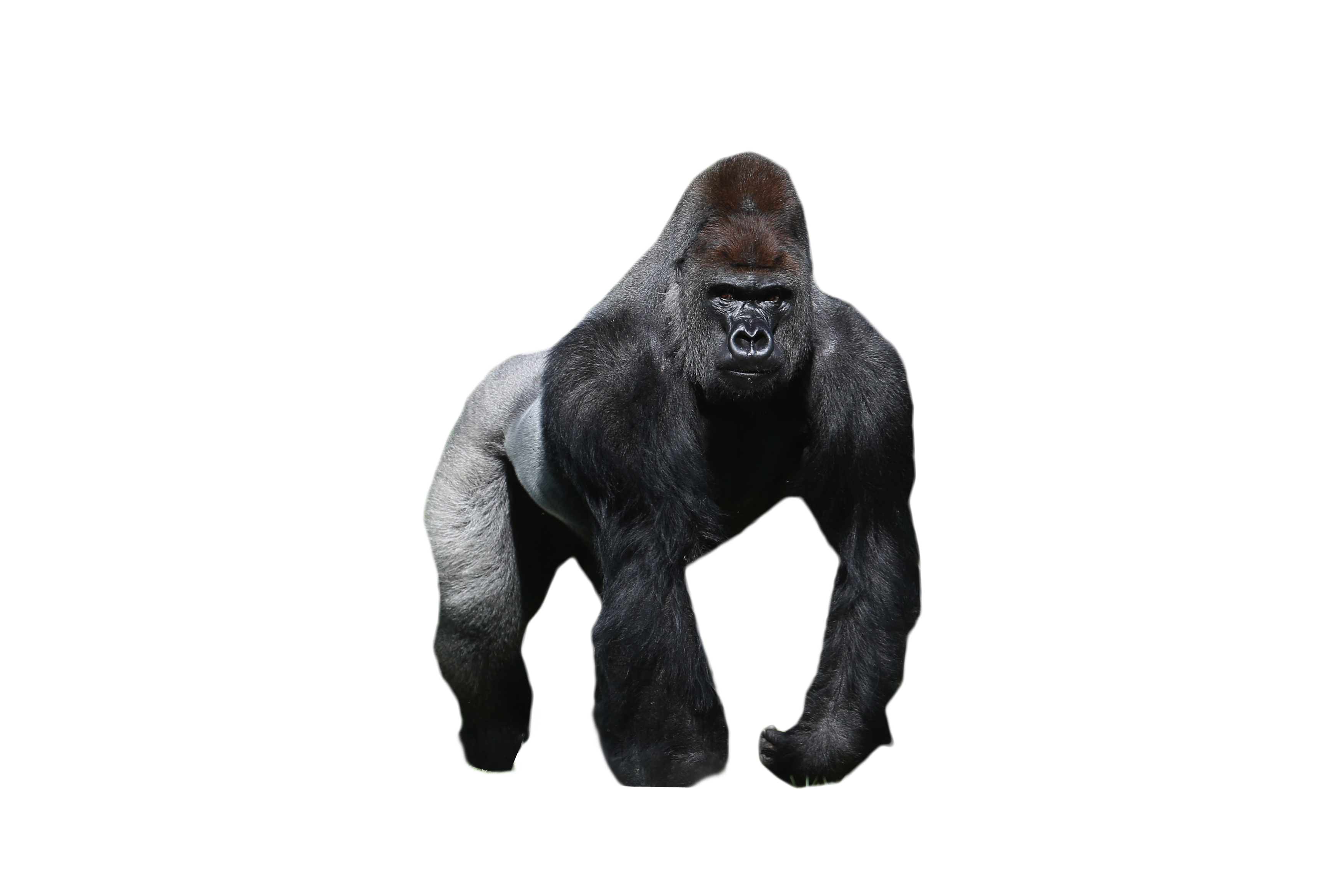 Detail Gorilla No Background Nomer 5