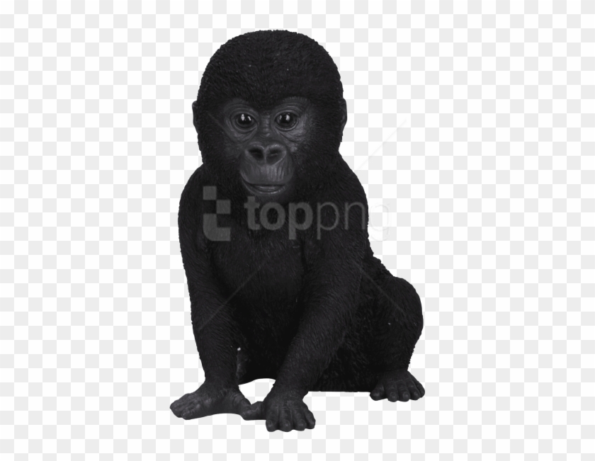 Detail Gorilla No Background Nomer 43