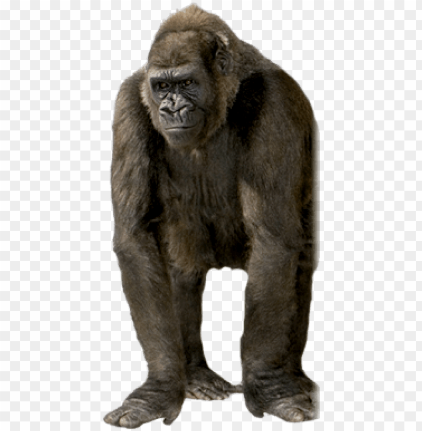 Detail Gorilla No Background Nomer 8