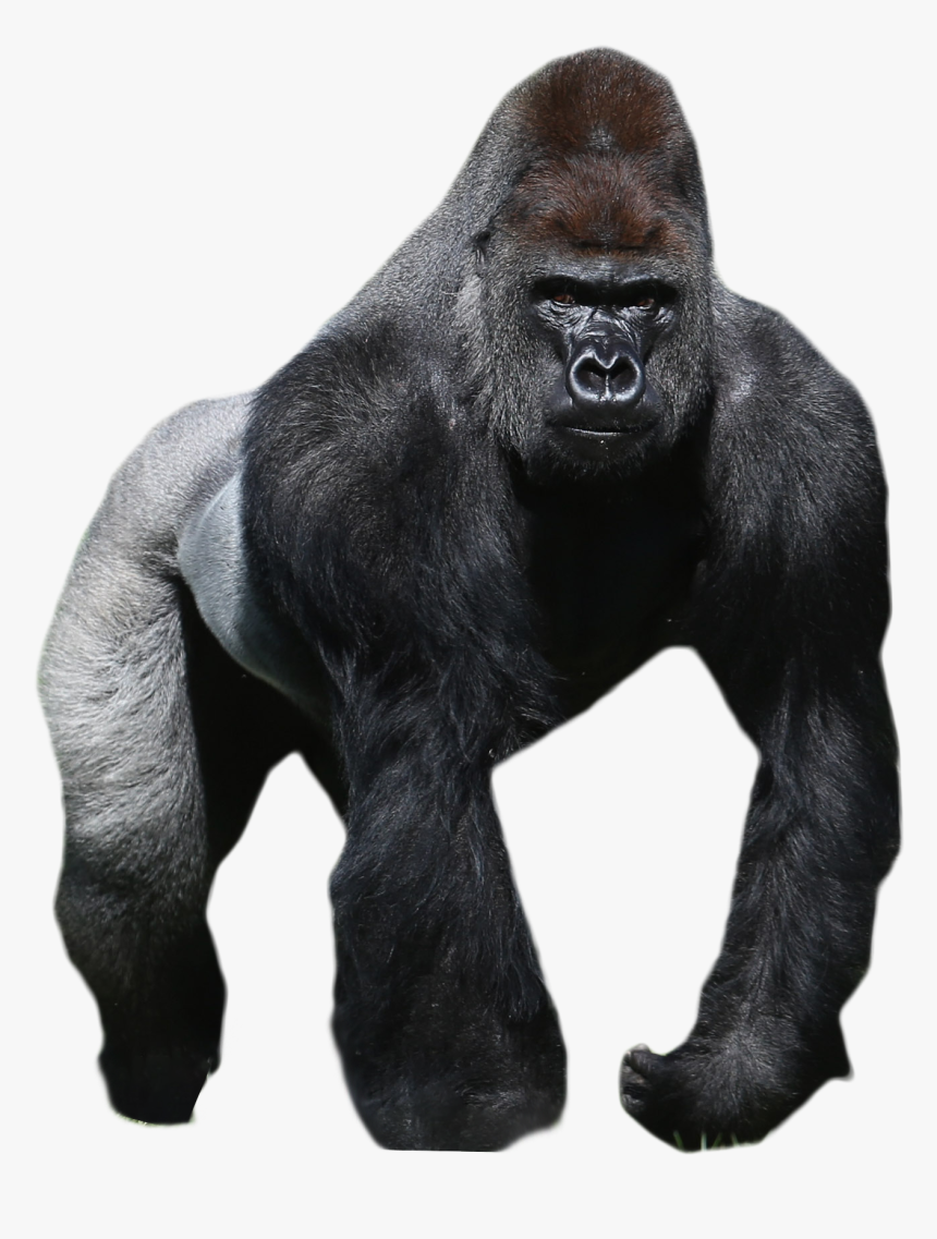 Gorilla Transparent Background - KibrisPDR