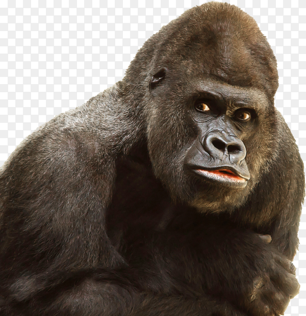 Detail Gorilla Transparent Background Nomer 12